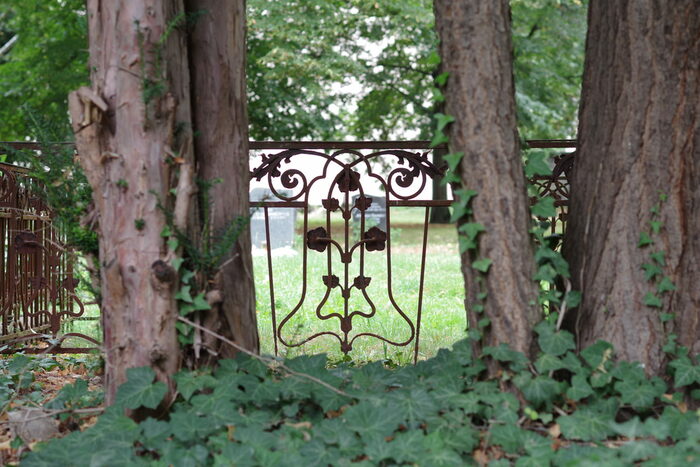 Neuer Annenfriedhof, vorn Efeu, Bäume, im Hintergrund ein verrostetes Gitter einer Grabumrandung