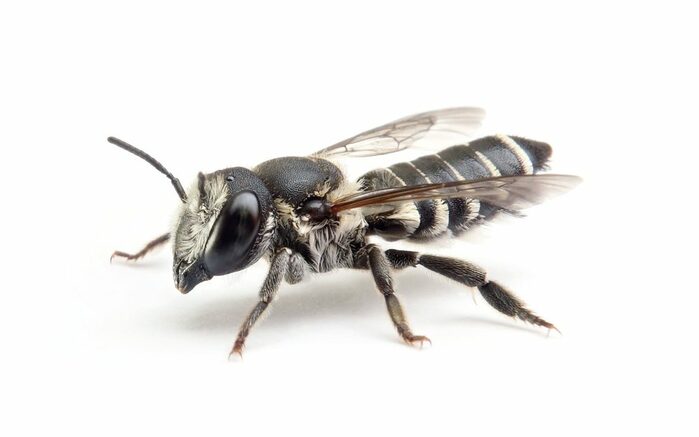 weibliche Biene