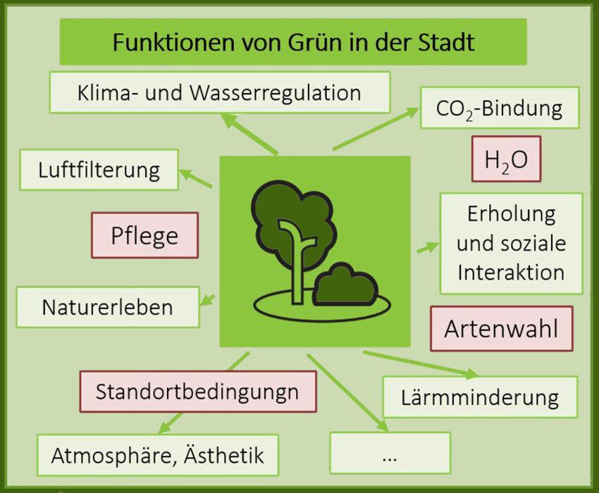 Grafik mit einer vereinfachten Darstellung eines Baumes in der Mitte und ringsherum angeordneten Kästchen mit Begriffen zu der Funktion von Stadtgrün.