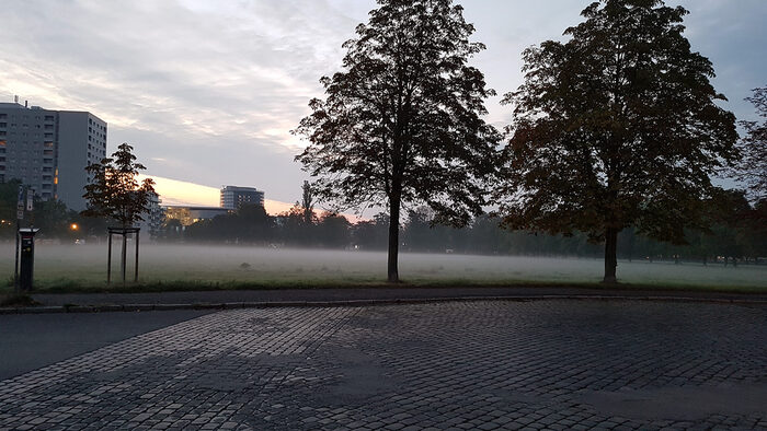 Foto von einer Wiese in der Stadt, dievon Nebel bedeckt ist. Im Vordergrund stehen zwei große Bäume.