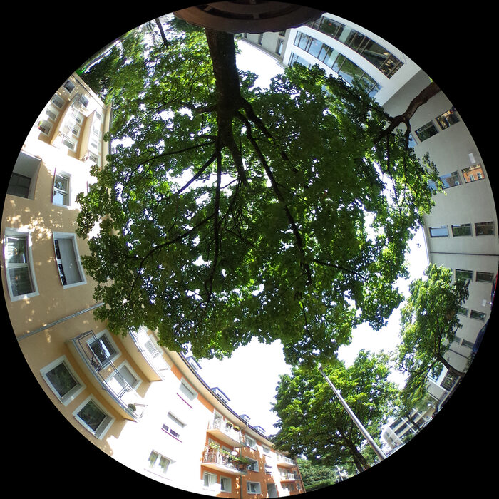 Kreisförmiges Foto eines Laubbaumes in der Mitte von Häusern.