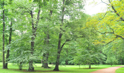 Die Laubwälder des Waldparkpark Blasewitz im Sommer
