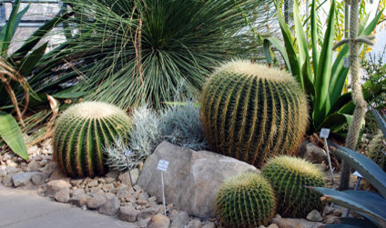 A close-up of different cacti plants in the Botanical Garden