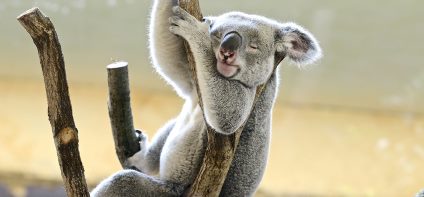 Ein niedlicher Koala schläft zwischen kahlen Ästen.