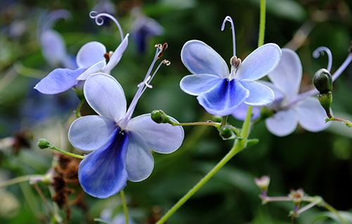 Bild von Botanical Garden