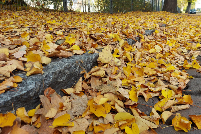 Straßenlaub im Herbst
