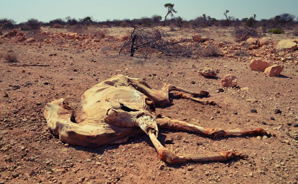 anhaltende Dürre, das Vieh der Bauern verdurstet, hier ist ein totes Kamel zu sehen