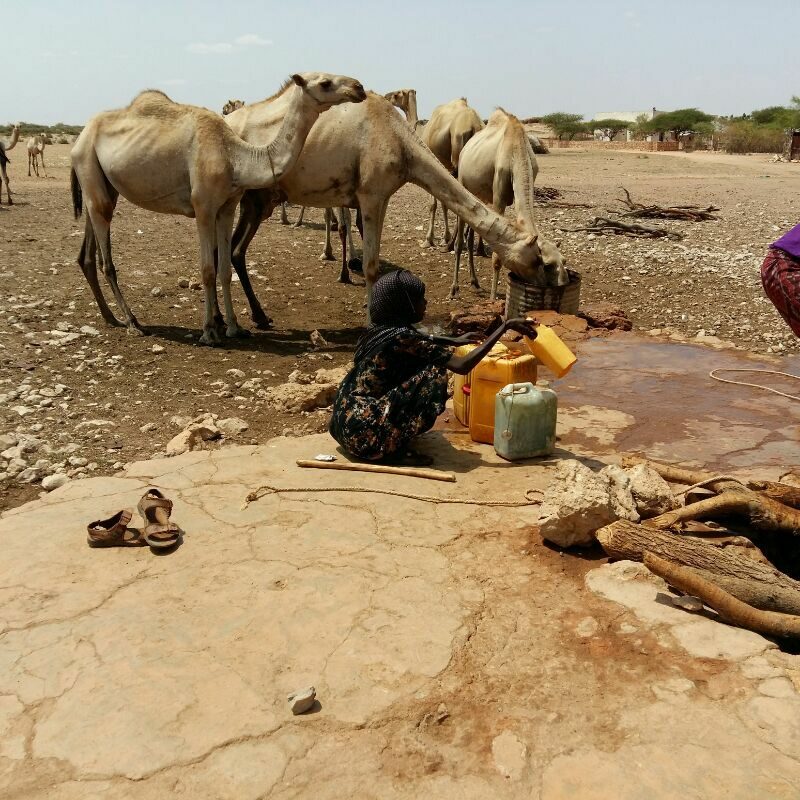 Frau mit Befüllen von Wasserkanistern an reparaturbedürftigen Brunnen in der Somali-Region, im Hintergrund trinken Kamele aus einem Eimer