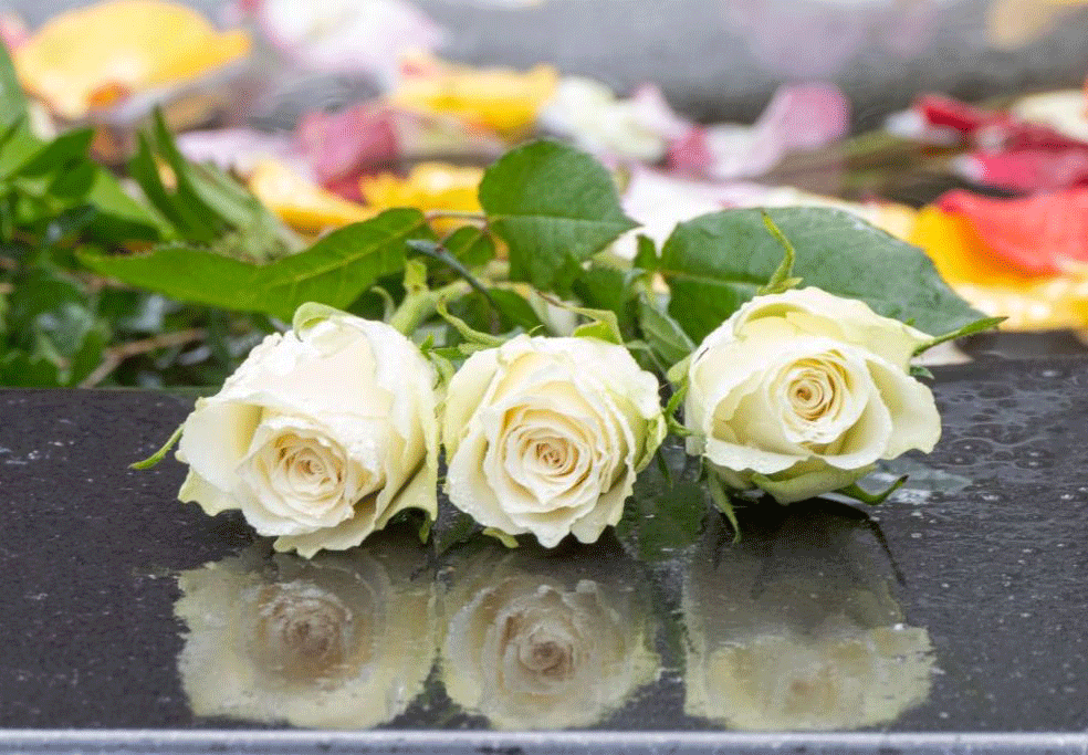 weiße Rosen - ein traditionelles Symbol des Gedenkens am 13. Februar in Dresden