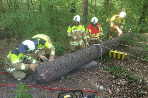 Übungsdienst - Feuerwehrleute im Wald / Beseitigung Baumstamm