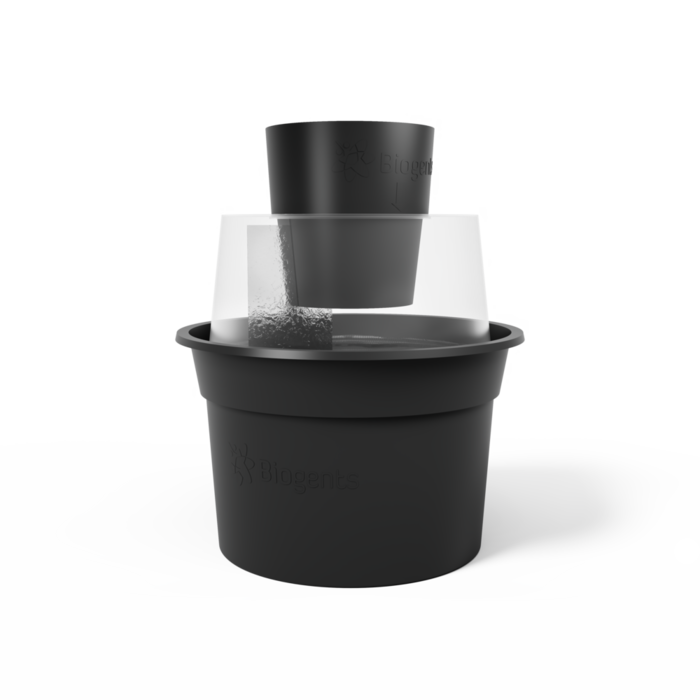 Asiatische Tigermücke Falle