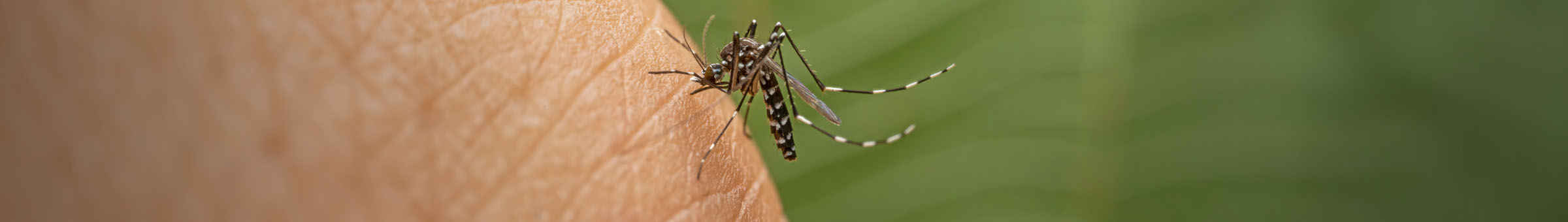 Tigermücke sitzt auf menschlicher Haut und saugt Blut