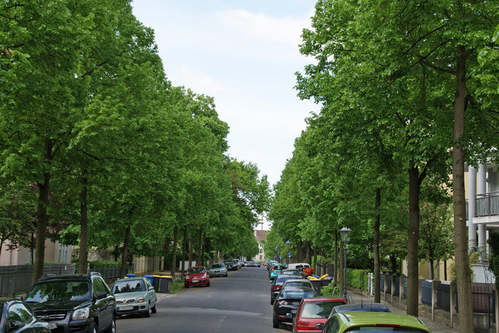 Baumgesäumte Straße