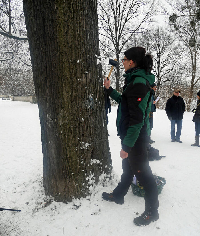 Eine Mitarbeiterin des städtischen Regiebetriebes kontrolliert mit einem Schonhammer einen Baum im Alaunpark
