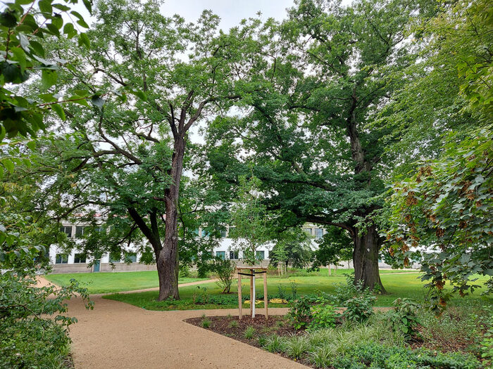 Blüherpark, nördlicher Teil: zu sehen sind die neuen Wege, neue gepflanzte Bäume und Sträucher innerhalb der vorhandenen Anpflanzungen; im Hintergrund ist ein Teil des Hygienemuseums zu sehen
