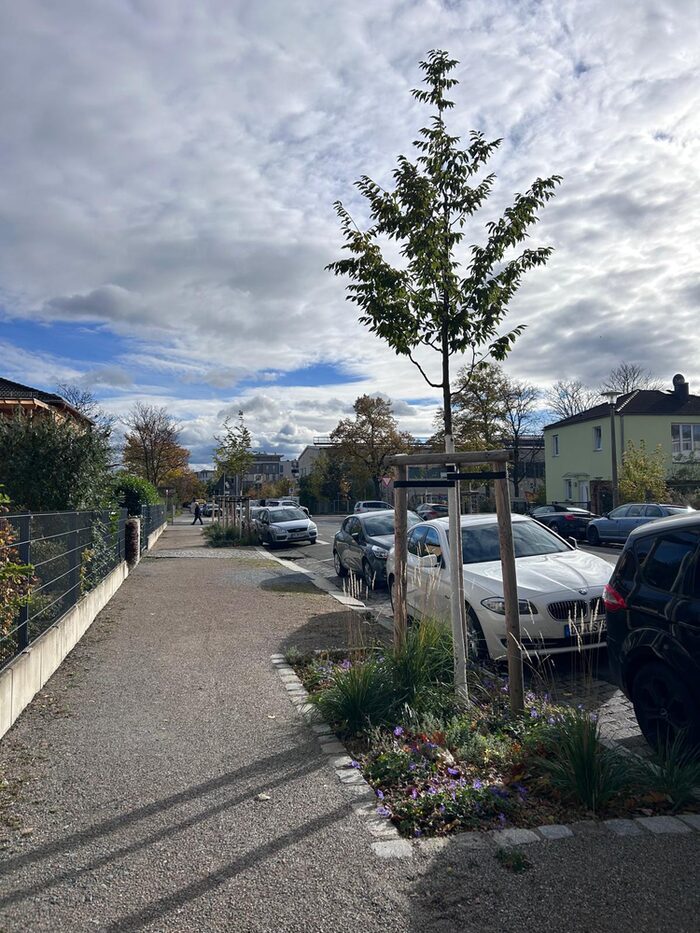 Baumpflanzung Laubestraße, Unterpflanzung der Baumscheibe mit Stauden (2025)