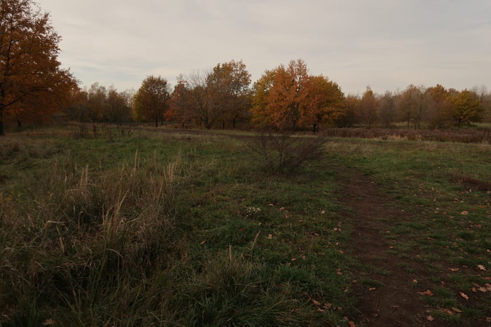die Hufewiesen - eine Wiesenfläche mit Bäumen und Sträuchern im Herbst fotografiert