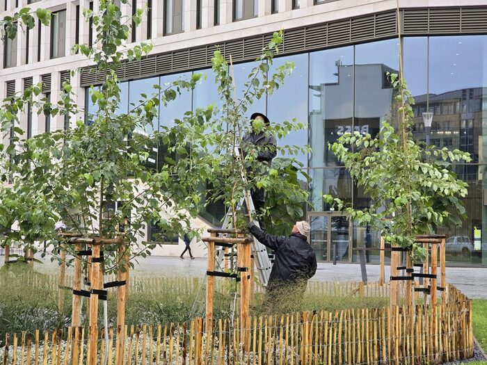 Zwei Landschaftsgärtner befestigen einen Stab an einem Leittrieb eines Baumes