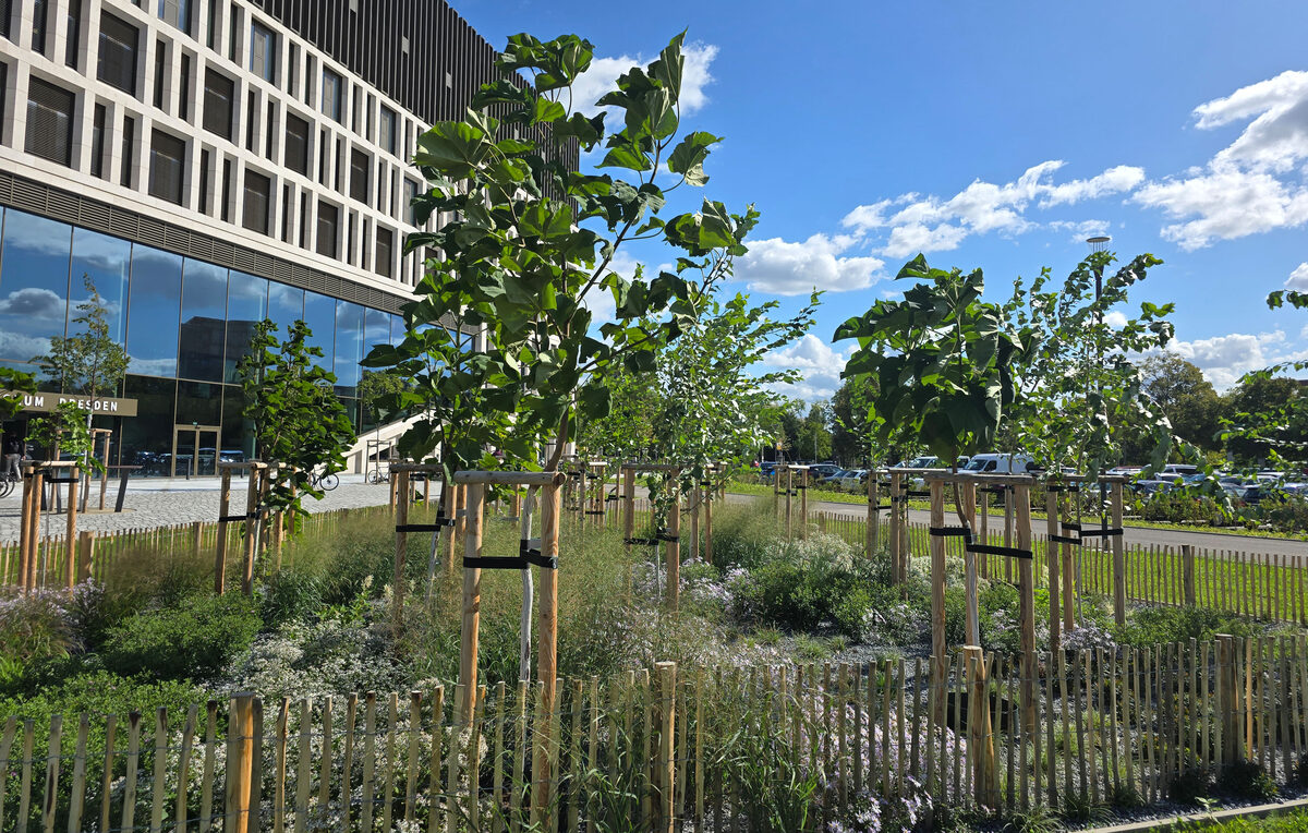 Kleine Bäume hinter einem Holzzaun, die Bäume sind mit Stauden unterpflanzt.