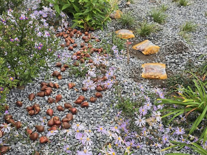 vorbereitete Blumenzwiebeln liegen in der Pflanzfläche, links und rechts Stauden (Oktober 2025)