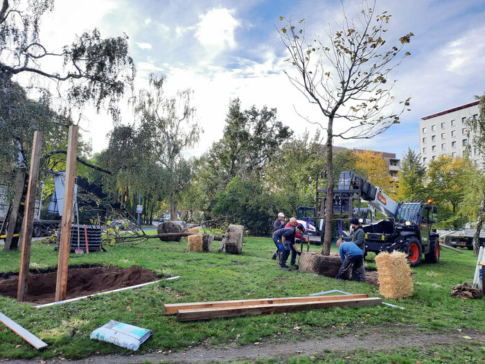 Baumpflanzung auf einer Grünfläche im Stadtzentrum, Gärtner setzen einen Baum in die Baumgrube, daneben vorbereitete Baumgruben, Werkzeuge, Pflanzgut sowie ein Transportfahrzeug