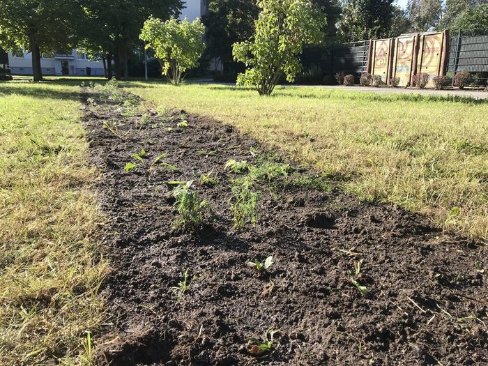 Beetstreifen inmitten einer Wiese, erste Stauden wurden gepflanzt (Oktober 2025)