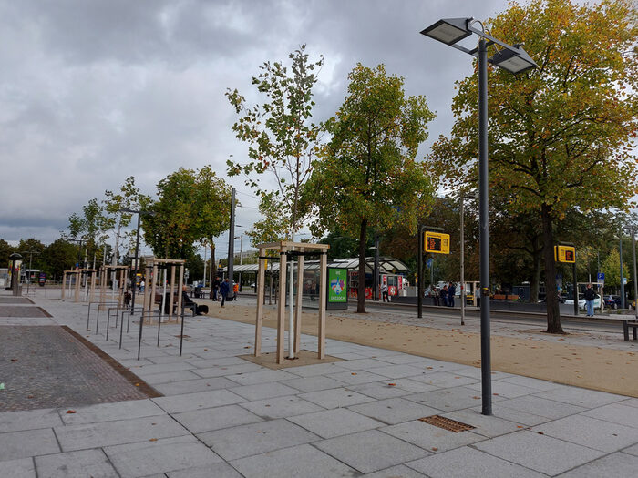 Promenadenring Ost - entlang der ehemaligen Stadtbefestigung wurden Bäume gepflanzt (Oktober 2023)