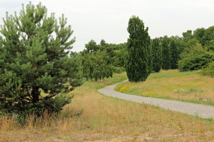Weg durch den Carolapark, rechts und links Wiesen mit Bäumen