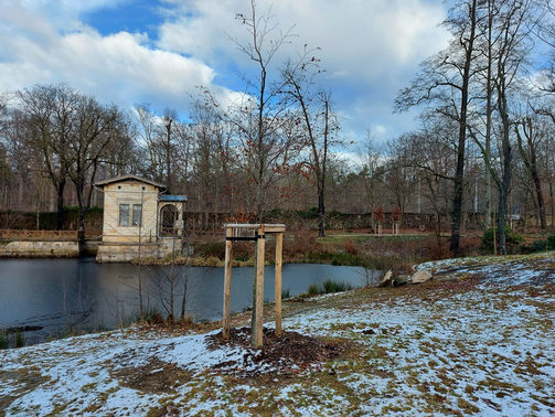 Neugepflanzter Baum im Park von Schloss Albrechtsberg. Der Baum steht am Teich, im Hintergrund ist das Badehaus zu sehen.
