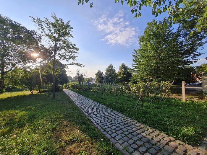 Volkspark Briesnitz: Blick in das Winzergärtchen, ein Pflasterweg durchquert das Gärtchen, links wiese, rechts Weinstöcke, Baumbestand im Hintergrund