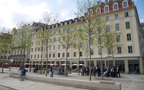 Platanen vor einer Häuserreihe auf dem Dresdner Neumarkt