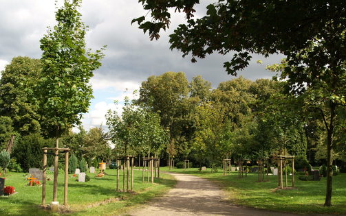 Allee mit neu gepflanzten Bäumen neben Gräbern auf dem Neuen Annenfriedhof