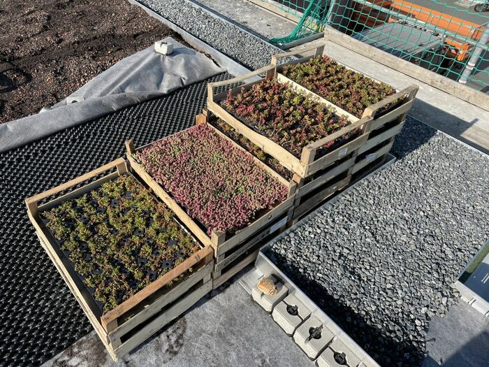 Stauden, Kräuter und Sedum wurden in Holzkisten geliefert; insgesamt wurden drei Paletten benötigt.