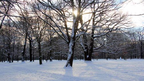 Winter im Großen Garten - Bäume und Wiesen sind schneebedeckt