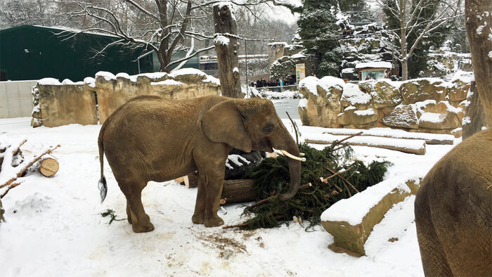 Elefant im Schnee mit Tannenbaum-Futter