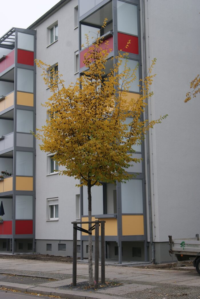 herbstlich gefärbte Hopfenbuche