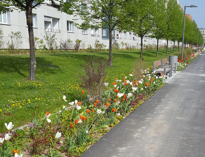 Grünstreifen zwischen Weg und Häusern mit Bäumen und blühenden Tulpen