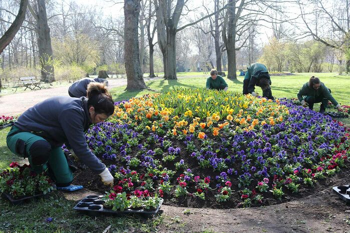 5 Personen in einem Park pflanzen pinke, violette, orangefarbene und gelbe Frühblüher ein
