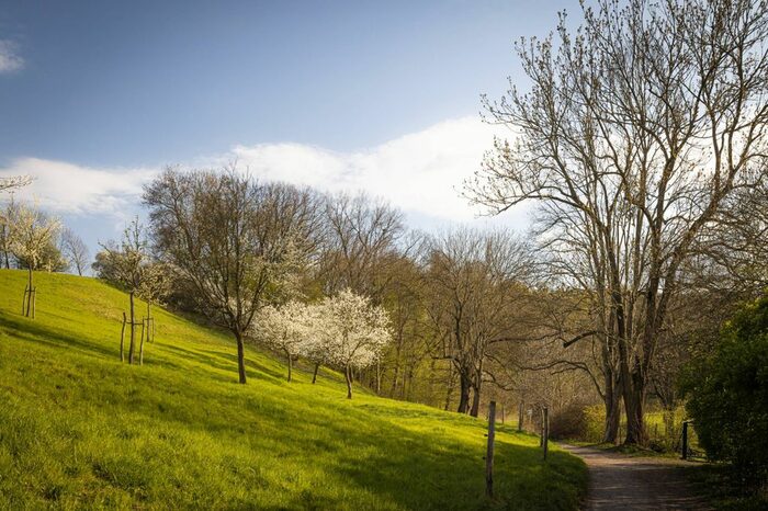 grüner Rasen und Bäume mit blauem Himmel