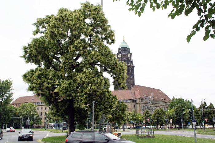 Am Georgplatz. Gegenüber dem Rathaus steht dieser mächtige Japanische Schnurbaum.
