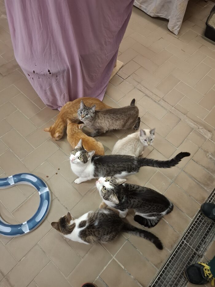Foto der zu vermittelnden Katzen