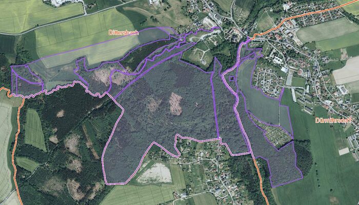 Lila Markierung einer Waldfläche von oben