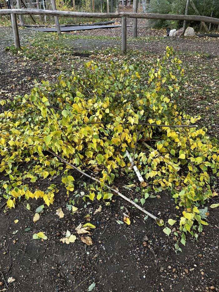 Foto von abgeschnittenen Baumkronen