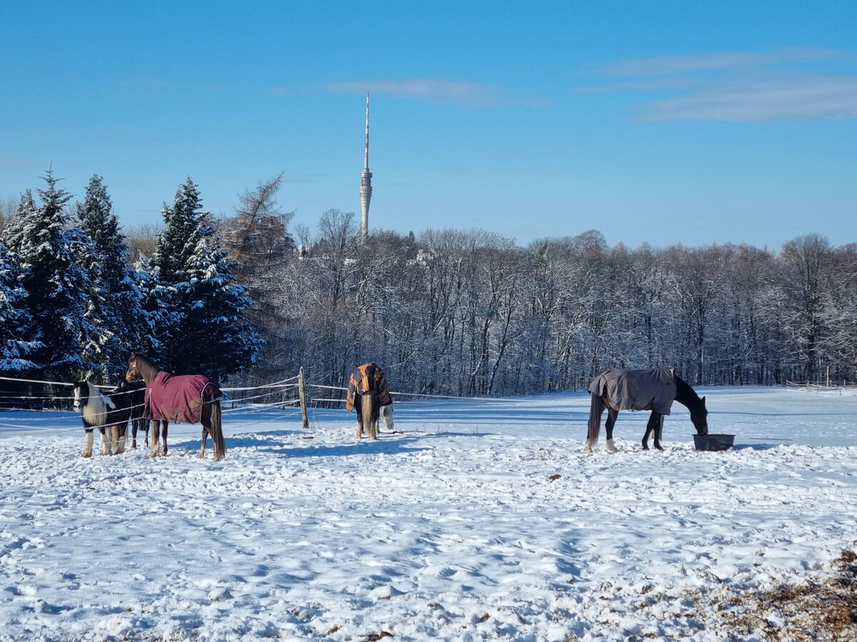 Winter im Schönfelder Hochland
