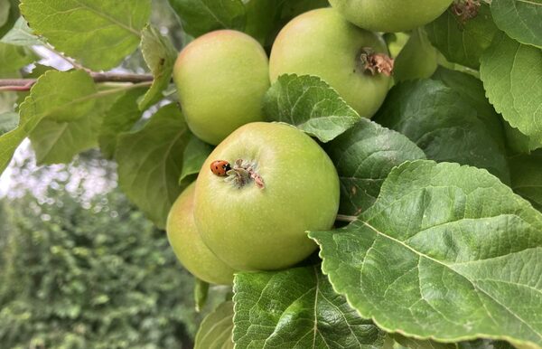 gepflanzte Bäume tragen bereits Früchte wie hier der Apfelbaum, mit Marienkäfer