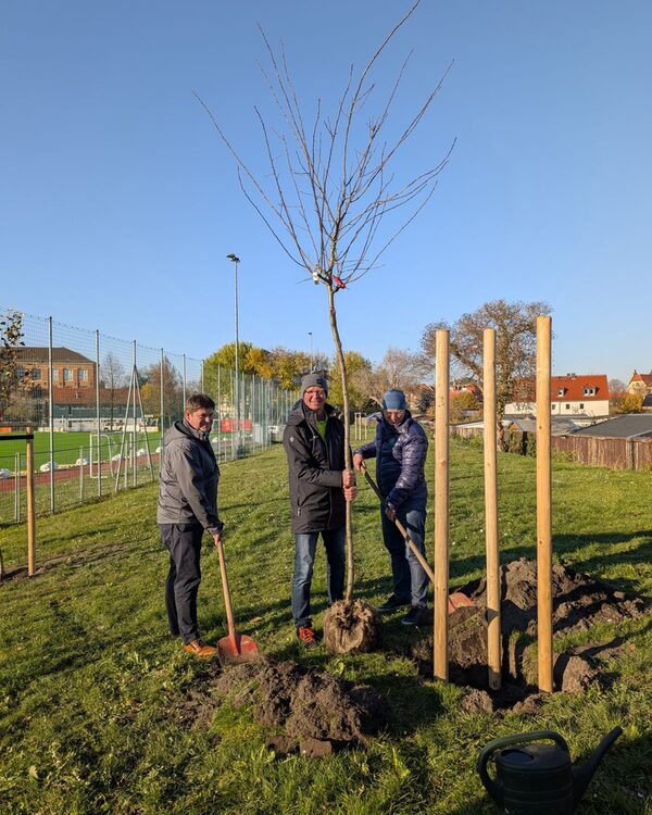 Betriebsleiter Gunnar Krisch, Postsportverein-Jugendleiter Denis Kruppa und der stellvertretende Leiter des Stadtbezirksamtes Cotta Roberto Bäcker pflanzen einen der Obstbäume auf der Sportanlage Hebbelstraße