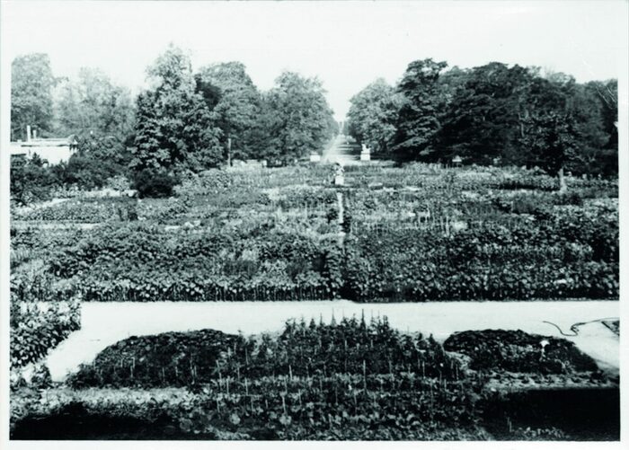 Der Schmuckplatz vor dem Palais im Großen Garten als Gemüsebeet, 1945, Fotograf unbekannt