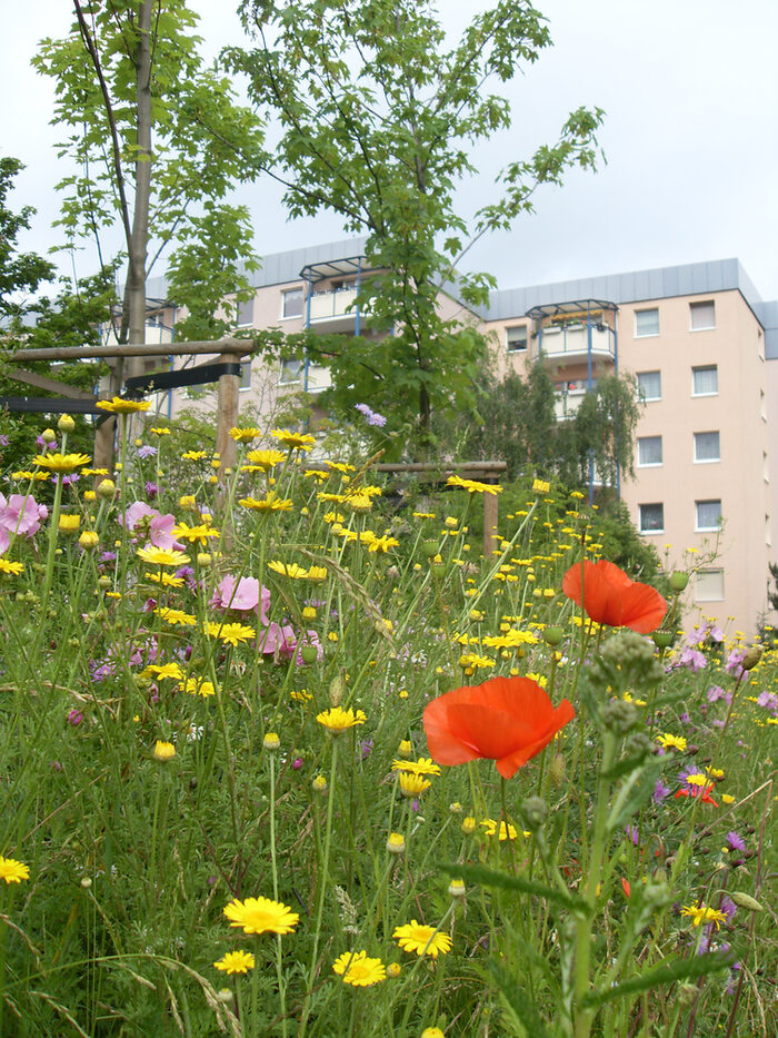Herrliche sommerliche Wiesenblumen vor gut sanierten Häusern an der Trattendorfer Str.