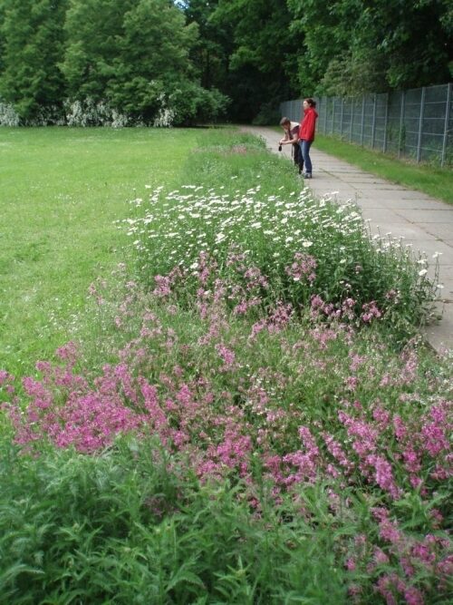 Neu angelegter Wildblumenstreifen Am Anger in Prohlis mit Beschriftung der Pflanzenarten auf dem Gehweg