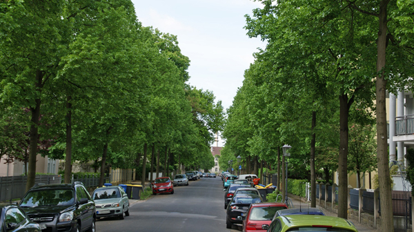 Umsetzung Straßenbaum-konzept